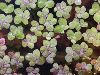 Red leaf floaters to clean your aquarium