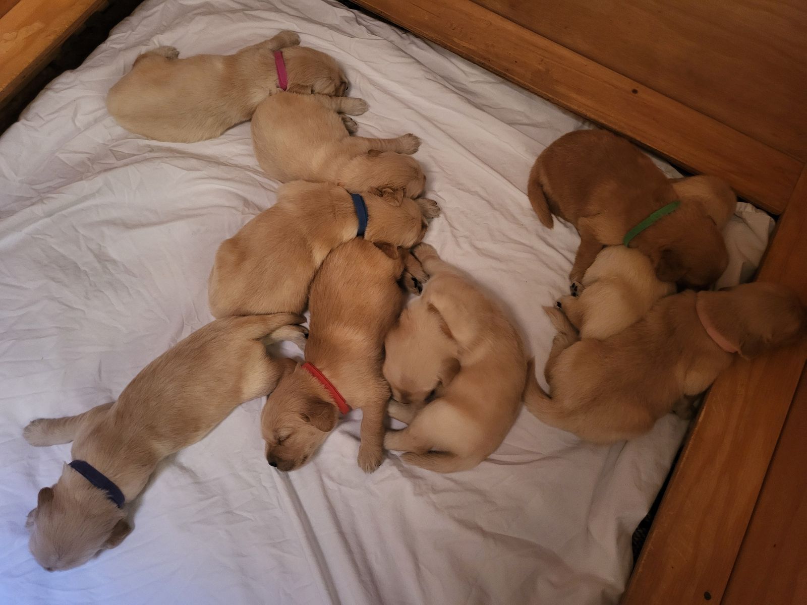 Golden Retriever Puppies