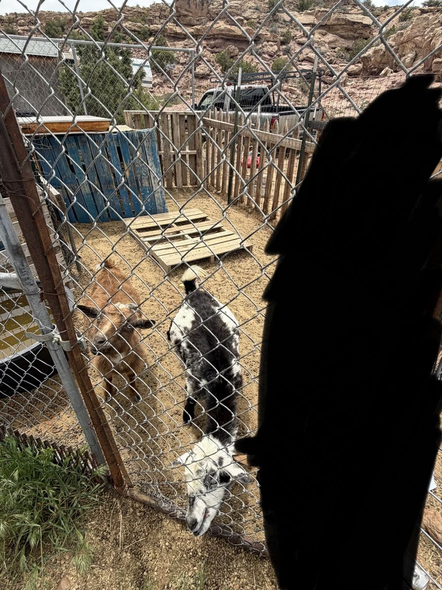 Goats for sale