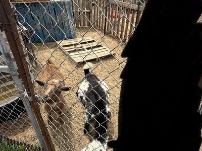 Goats for sale
