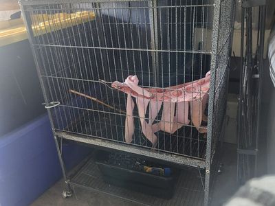 Pet Cage with Wheels - Bunny/Ferret/Small to Medium Size