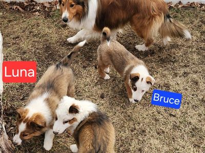 Sheltie/Red Heeler Puppies