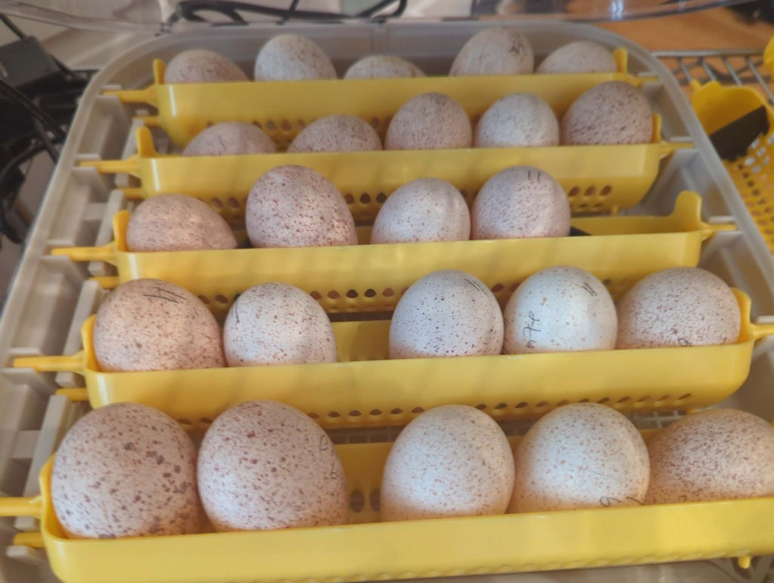 Heritage Turkey Hatching Eggs