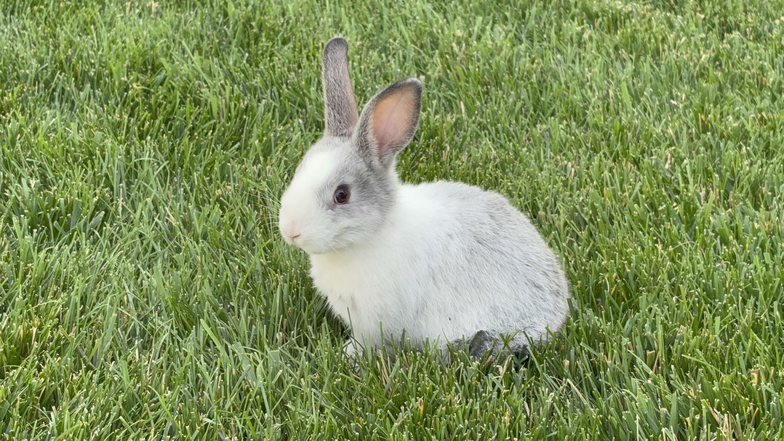 Bunnies!