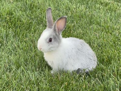 Bunnies!