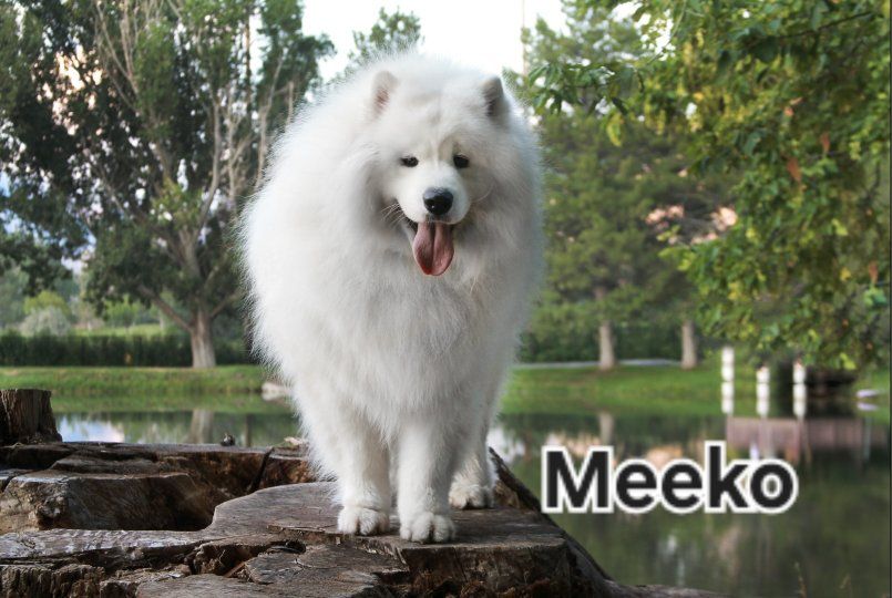 Samoyed Puppies OFA health tested parents