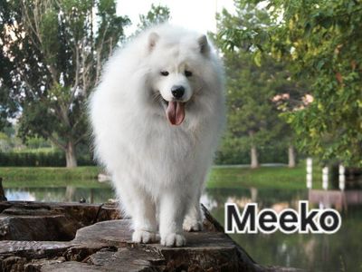 Samoyed Puppies OFA health tested parents