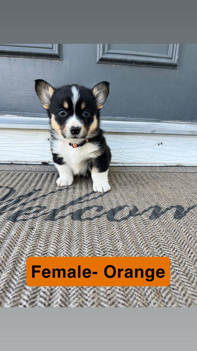 Akc Pembroke Welsh Corgis