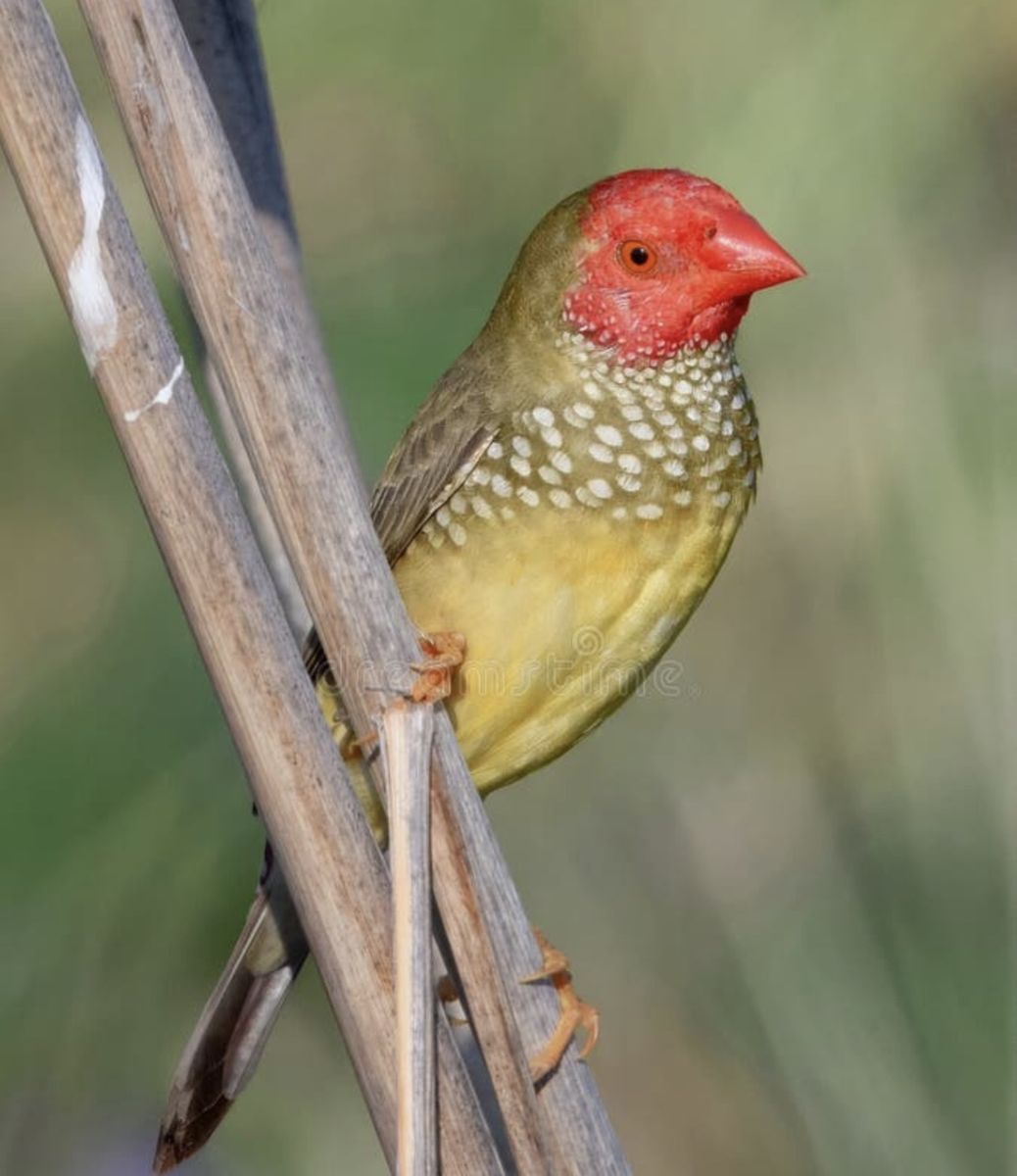Star Finch 