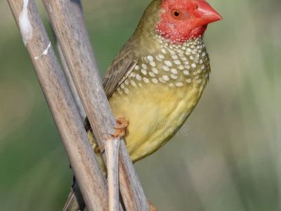 Star Finch