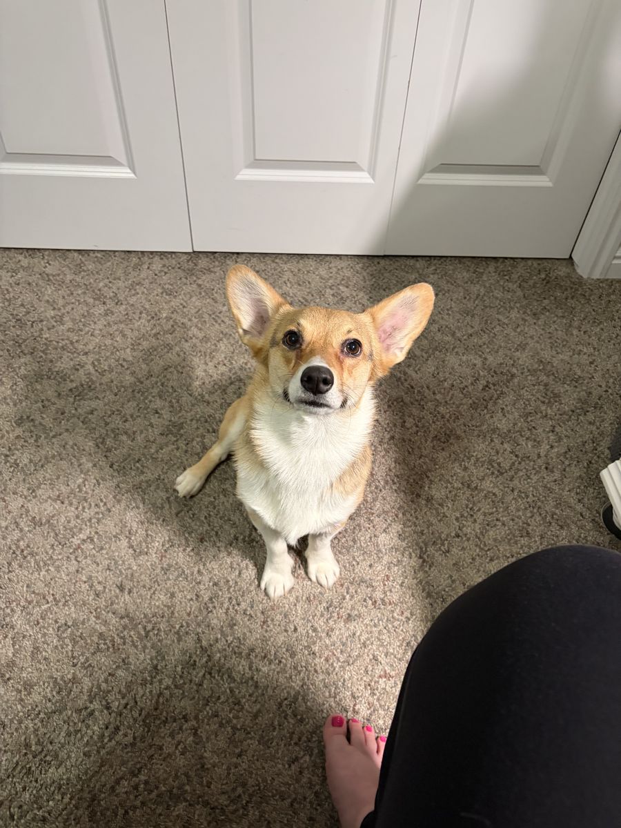 Corgi For Sale