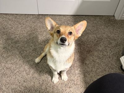 Corgi For Sale