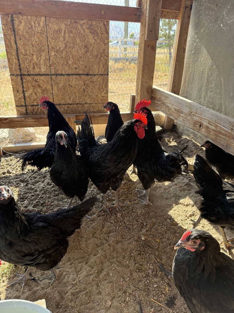 Black Australorp Hens - Laying Age, Hardy Poultry, top layers 350 eggs/ yr 5 months old