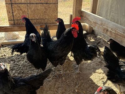 Black Australorp Hens - Laying Age, Hardy Poultry, top layers 350 eggs/ yr 5 months old