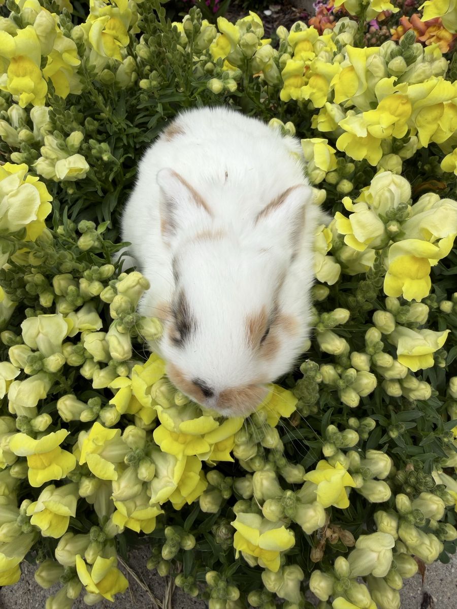 Baby Lionhead Bunnies - Hand raised