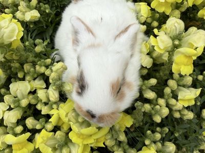 Baby Lionhead Bunnies - Hand raised