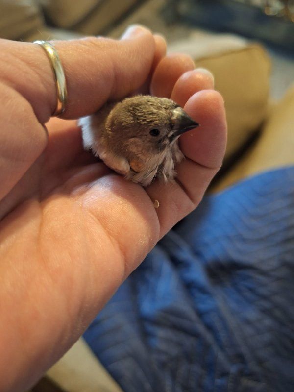 zebra finches