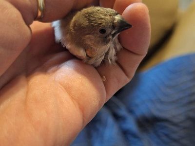 zebra finches