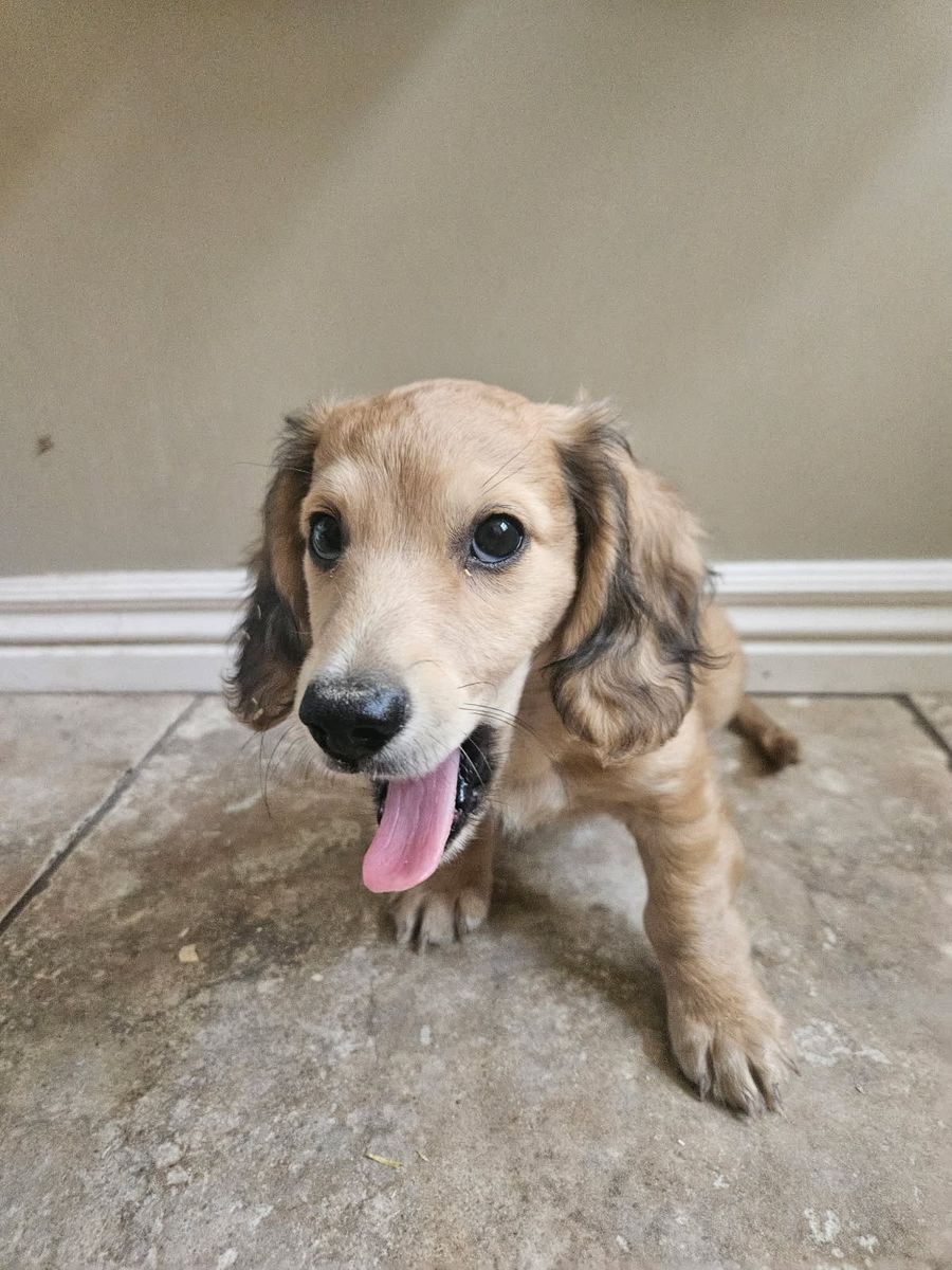 AKC Registered Mini Dachshund Pup for sale