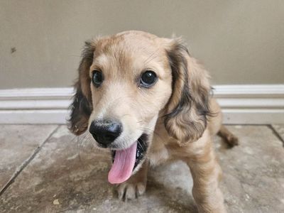 AKC Registered Mini Dachshund Pup for sale