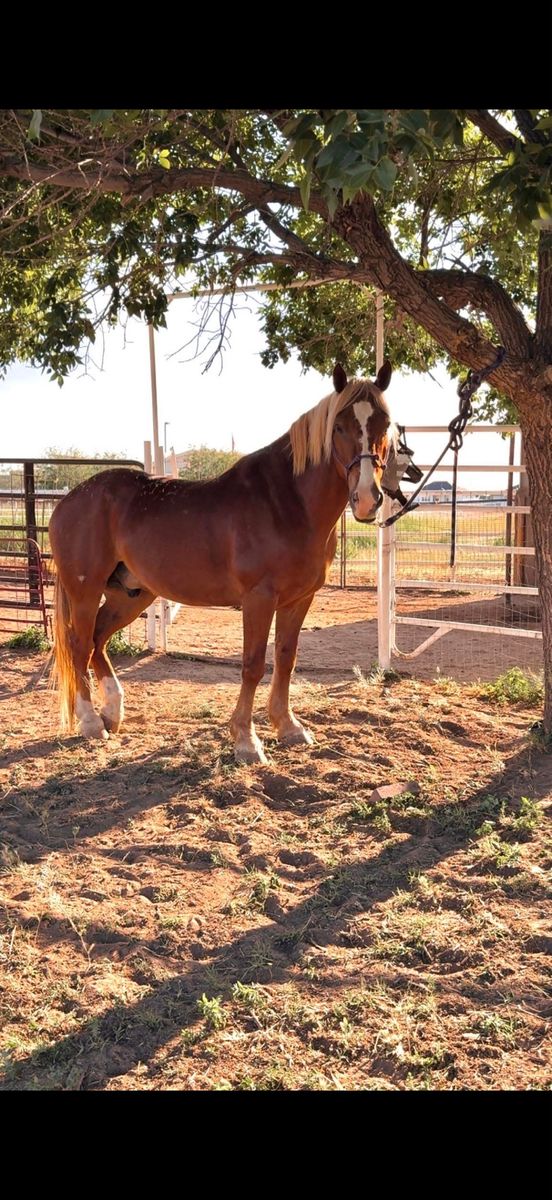 BLM mustang gelding 3000 obo