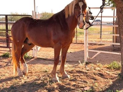 BLM mustang gelding 3000 obo