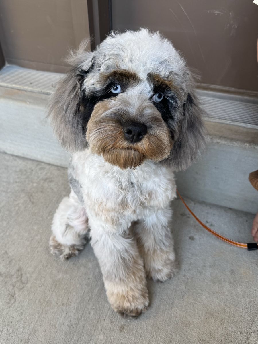 Blue Merle Tri Roan Cockapoo 