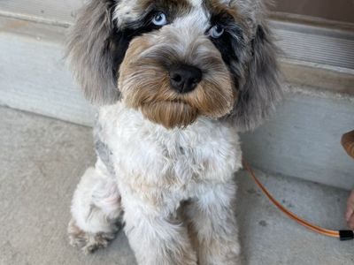 Blue Merle Tri Roan Cockapoo
