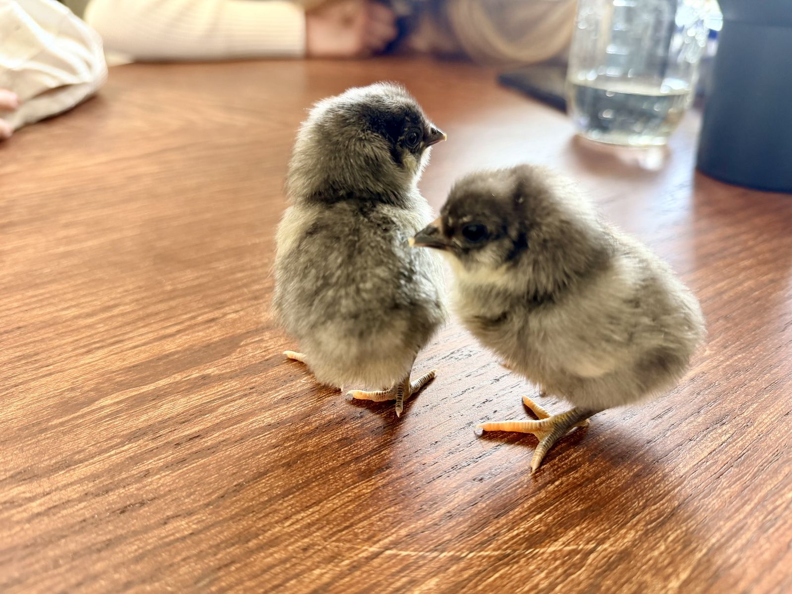 Bantam Hen with Five Chicks