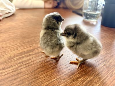 Bantam Hen with Five Chicks