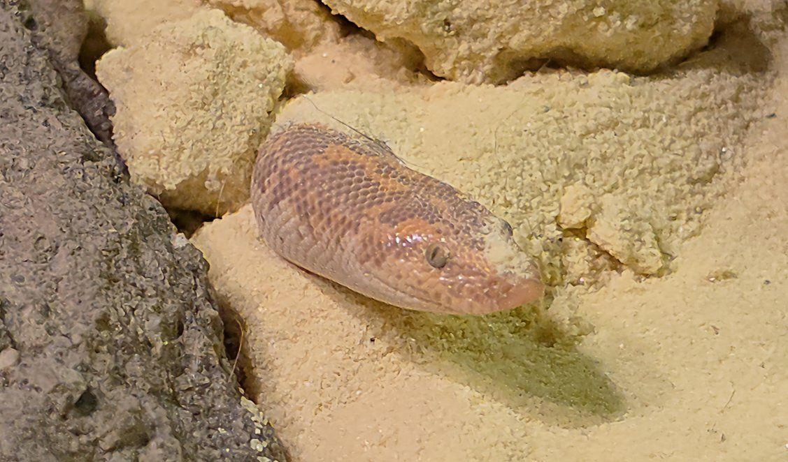 Kenyan Sand Boa with Terrarium and Heat Lamps - Used
