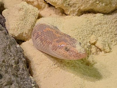 Kenyan Sand Boa with Terrarium and Heat Lamps - Used