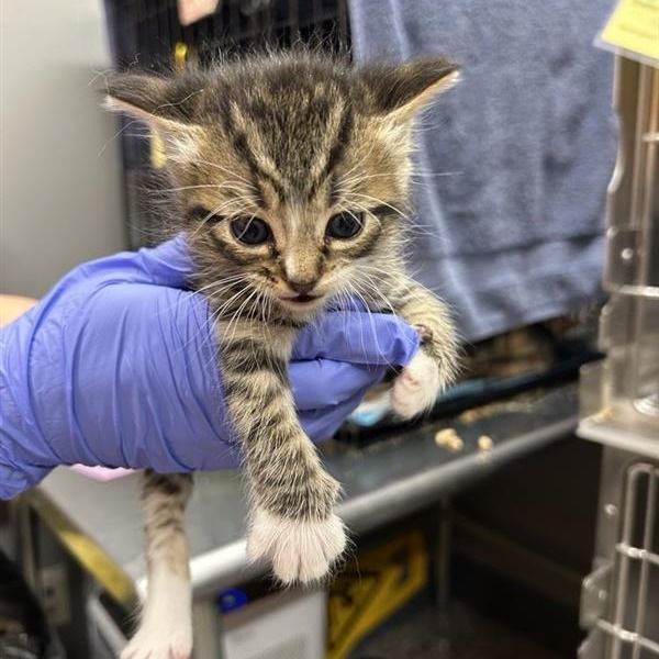 Hello my name is Blink