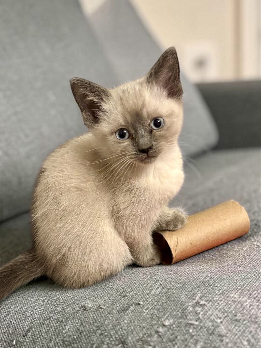 Blue Point Siamese Female Kitten