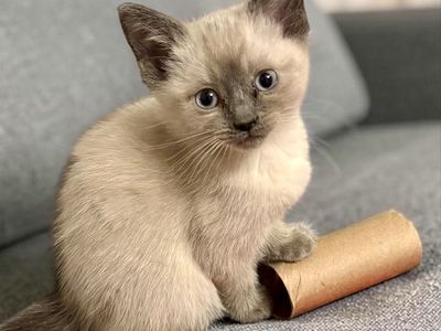 Blue Point Siamese Female Kitten