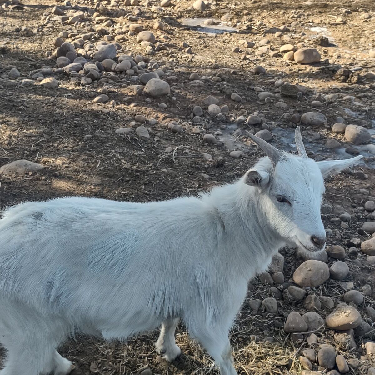 white Nigerian dwarf doeling