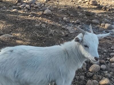 white Nigerian dwarf doeling