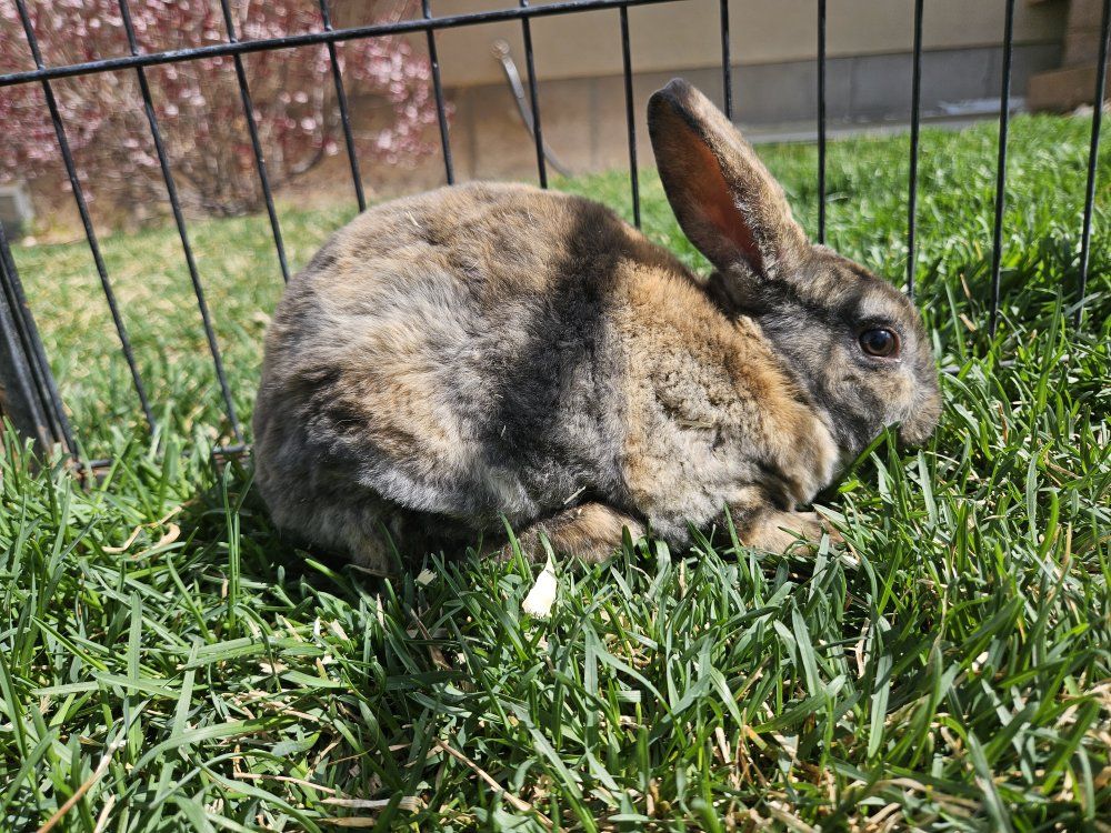 Mini Rex Male Kit