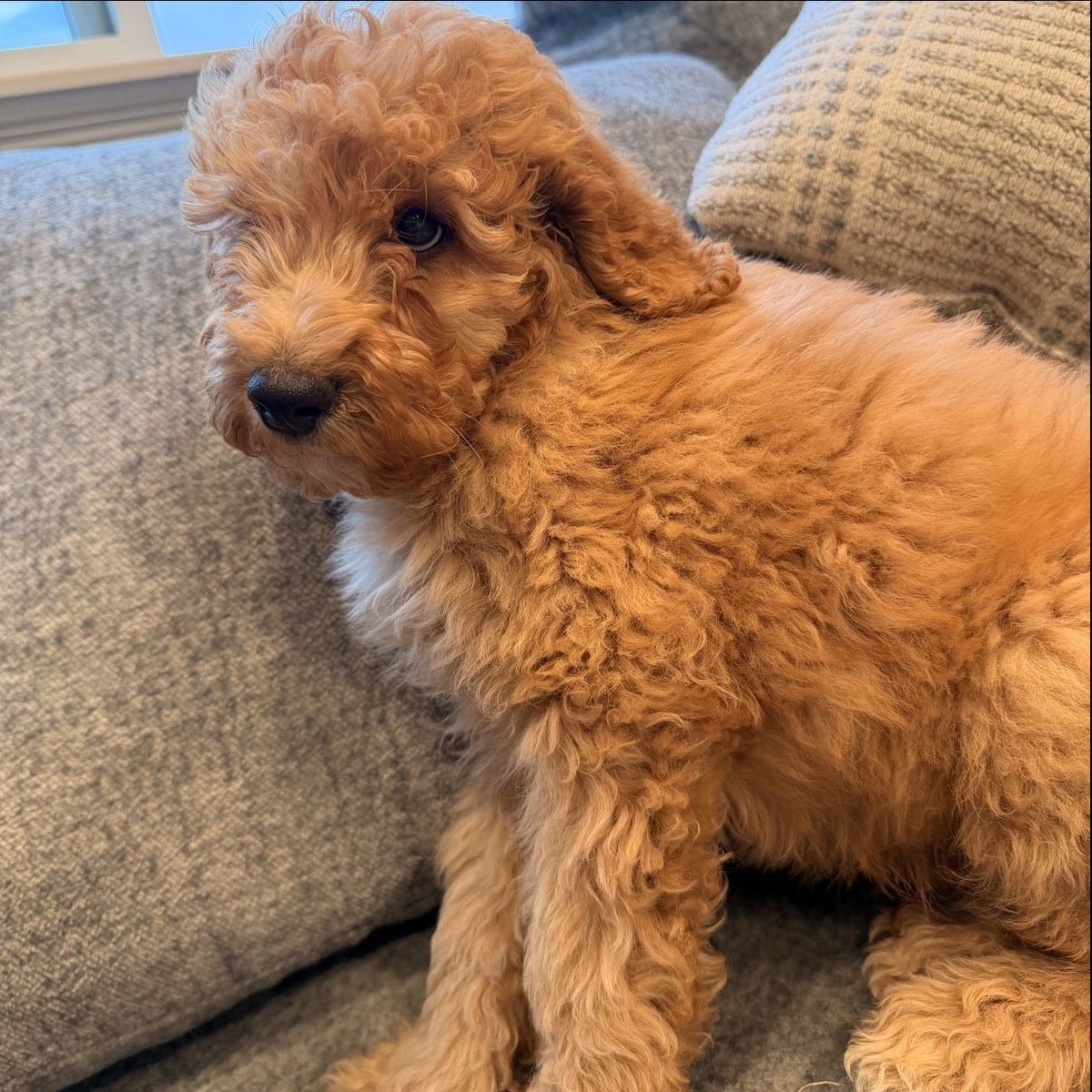 Mini Goldendoodle