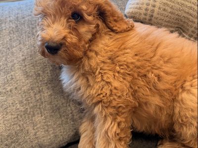 Beautiful Red Mini Golden Doodle