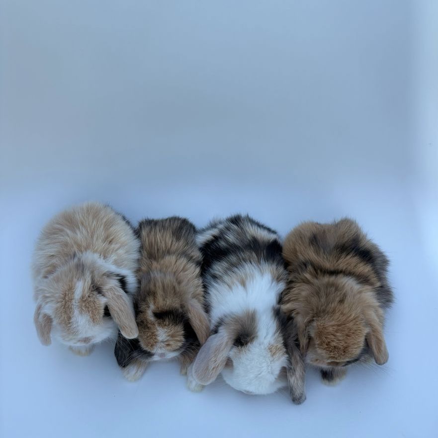 Holland Lop Bunny Rabbits