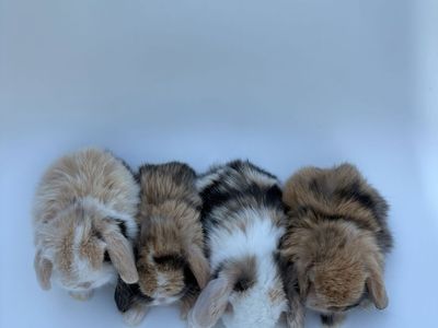 Holland Lop Bunny Rabbits