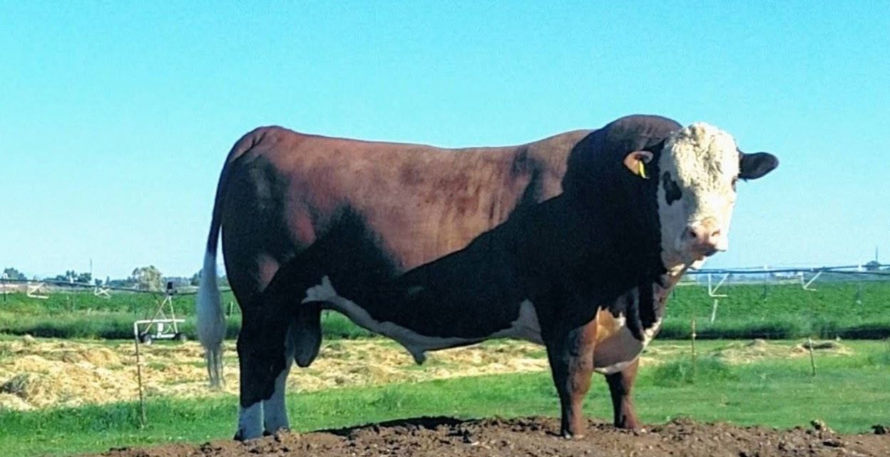 Registered Hereford Bull Semen - Proven Genetics, Excellent Temperament, For Sale