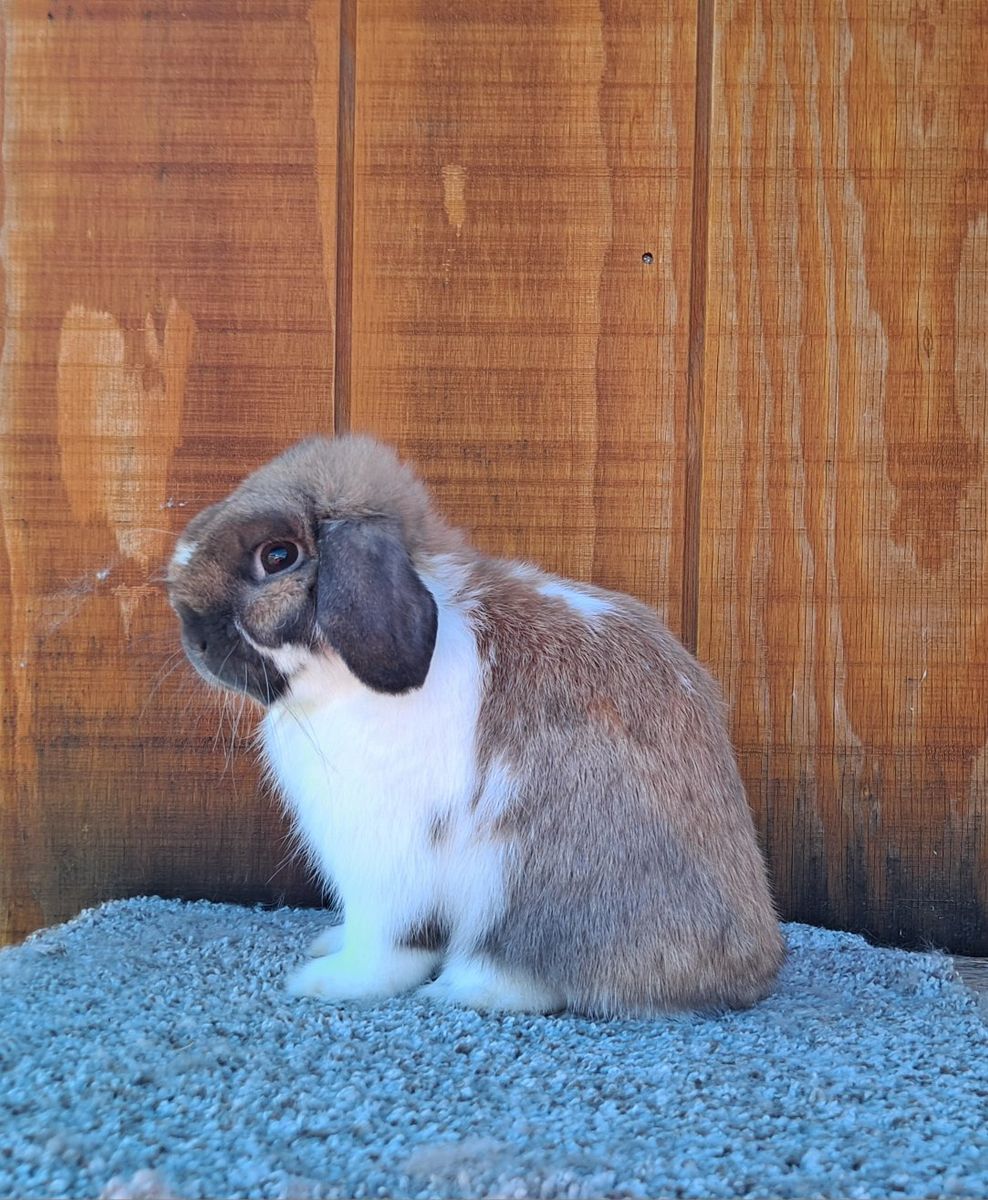 Holland lop buck