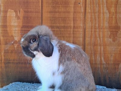 Holland lop buck