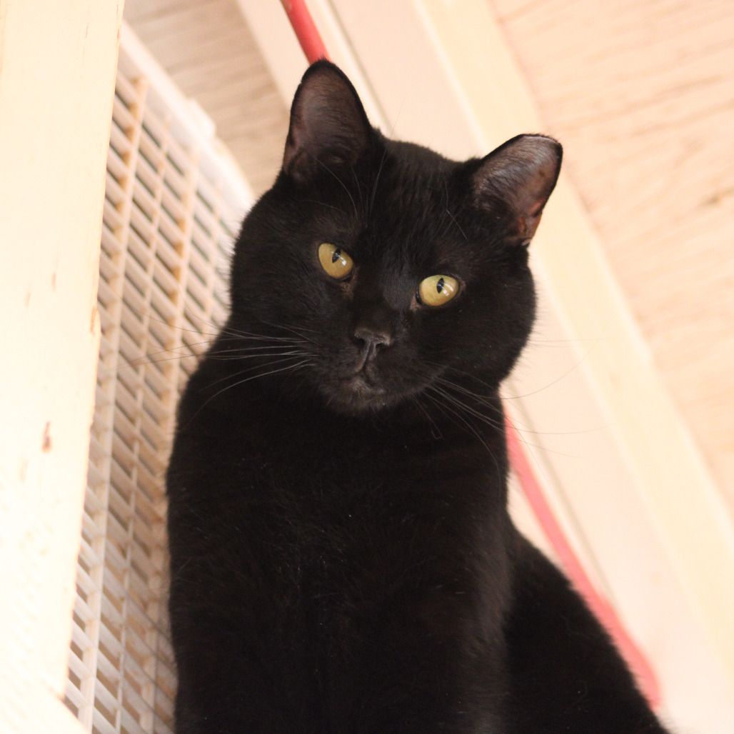 Hello my name is Ukon