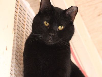 Hello my name is Ukon