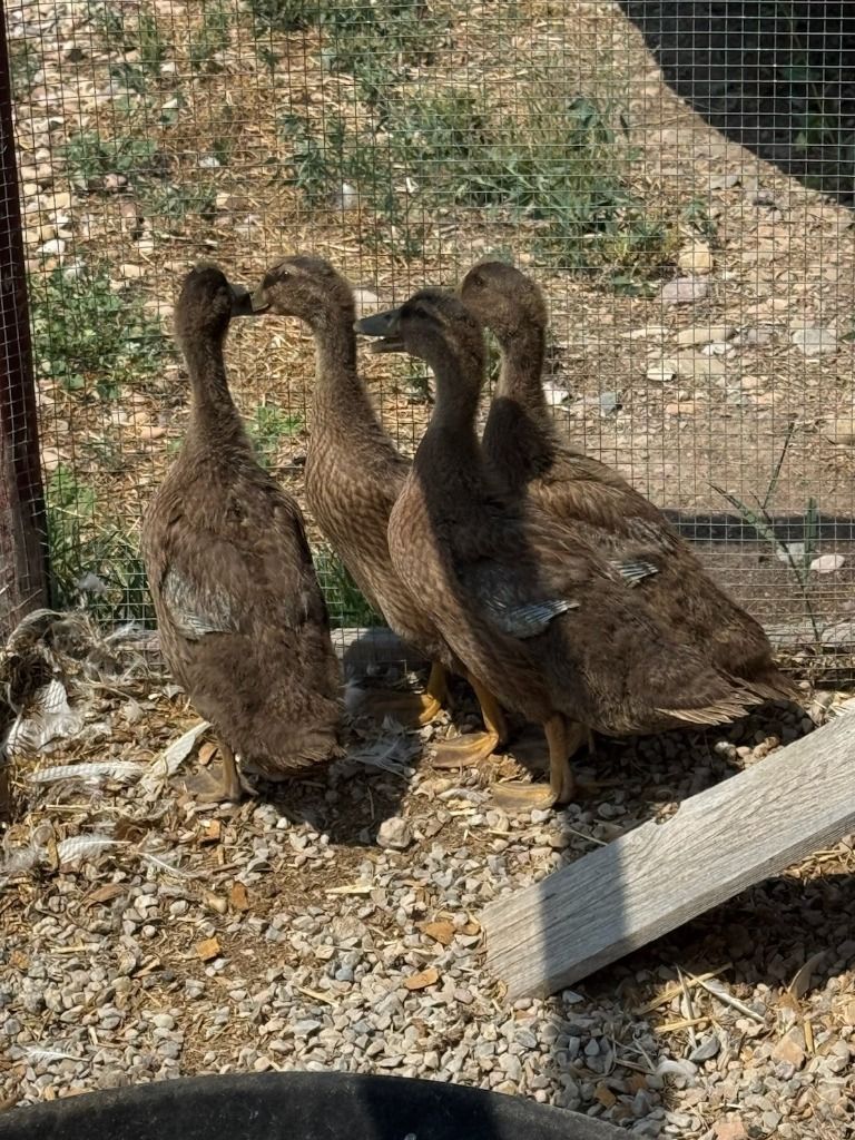 Young Ducks