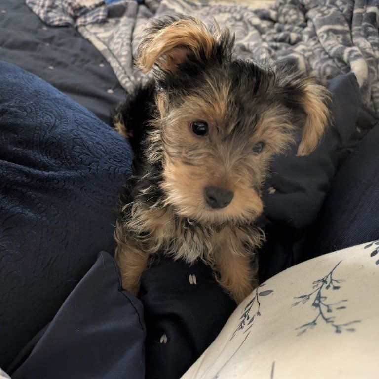 Yorkie Pupppy Purebred