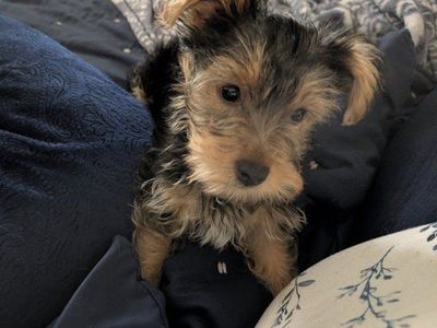 Yorkie Pupppy Purebred